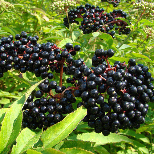 Elderberry Gummies